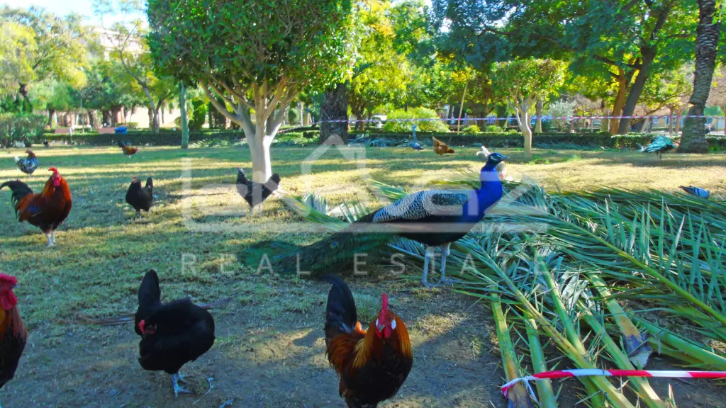 Apartamento en Torrevieja 46 m², Ref.1162-11