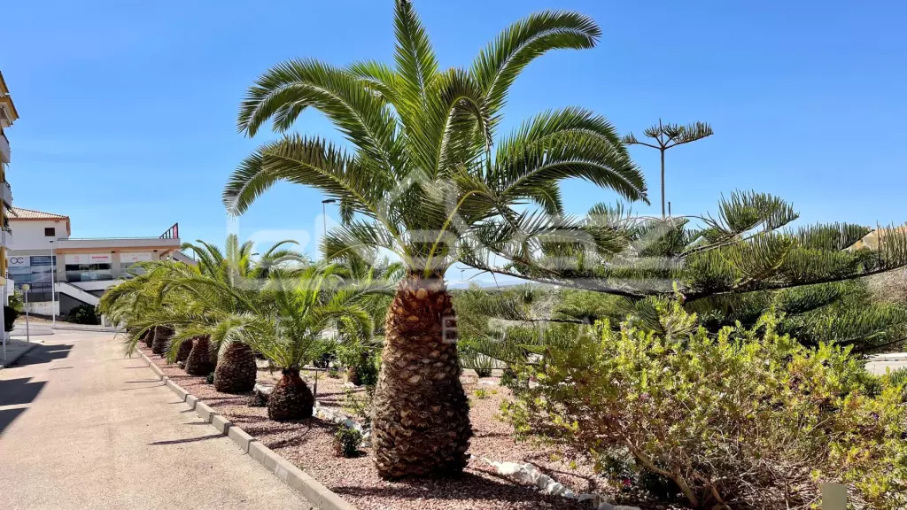 Apartamento en Campoamor Golf, Ref.1573-13